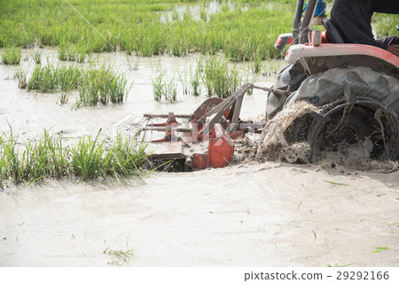 paddy fields paddy fields 29292166