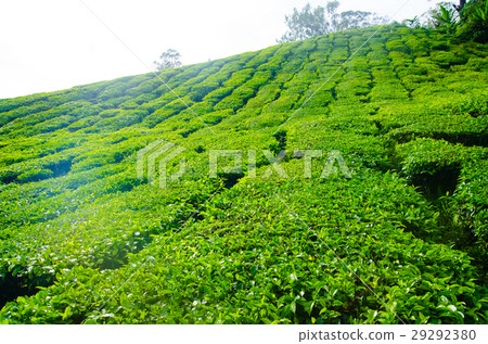 Tea plantations in Malaysia Tea plantations in Malaysia 29292380