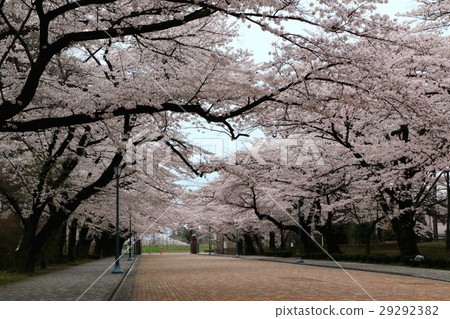 Cherry tree in full bloom  29292382