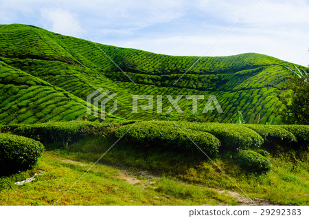 Tea plantations in Malaysia 29292383