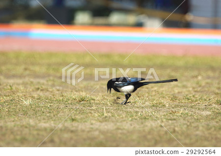 喜鵲 喜鵲 29292564