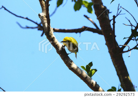 綠繡眼 綠繡眼 29292573