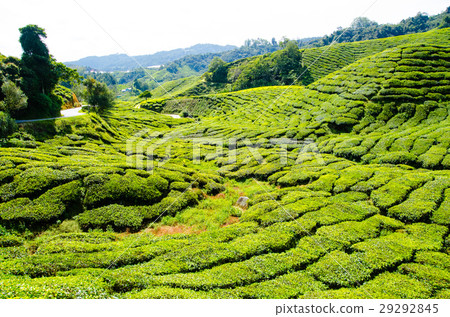 Tea plantations in Malaysia Tea plantations in Malaysia 29292845