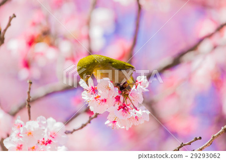 櫻花觀眾 櫻花觀眾 29293062