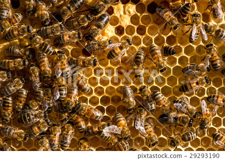closeup of bees on honeycomb in apiary closeup of bees on honeycomb in apiary 29293190
