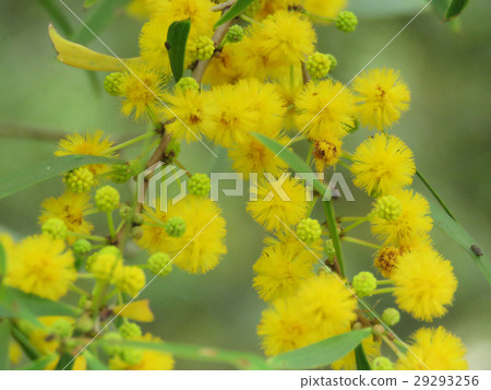 相思樹 相思 黃 花卉 花朵 花 黃色花 照片素材 圖片 圖庫 相思樹 相思 黃 花卉 花朵 花 黃色花 照片素材 圖片 圖庫