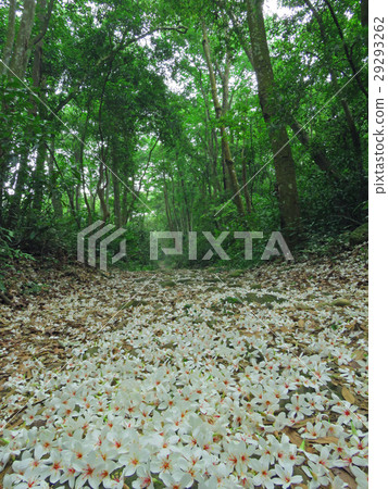 油桐花季,五月雪,油桐花,花卉 29293262