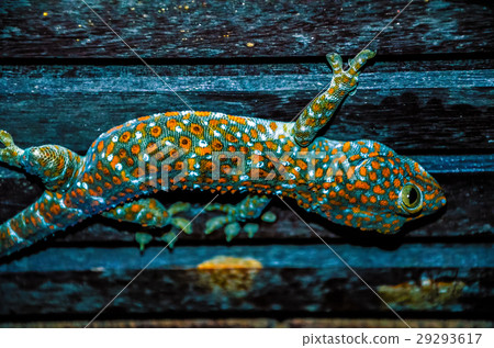 Wild Tokay Gecko on ceiling at night, Koh Kood 29293617