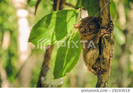 Tarsier monkey in Cebu, Philippines- Tarsius 29293618