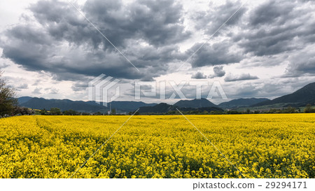 Yellow rapeseed field 29294171