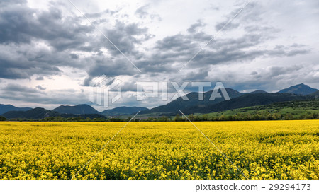 Sppring field and cloudscape 29294173