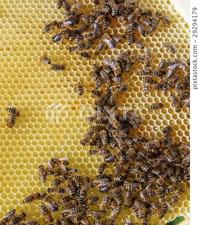 Detail of honeycomb Detail of honeycomb 29294179