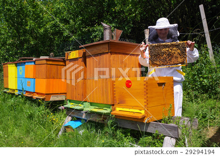 Apiary - beekeeper wtih bees Apiary - beekeeper wtih bees 29294194