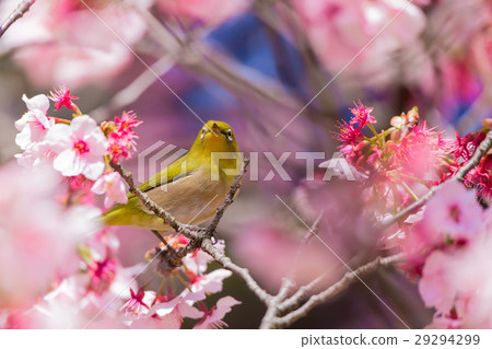 櫻花觀眾 櫻花觀眾 29294299