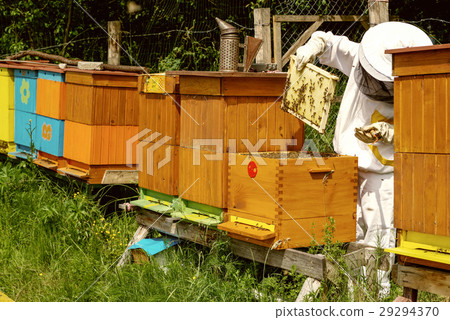 Beekeeper near beehives Beekeeper near beehives 29294370