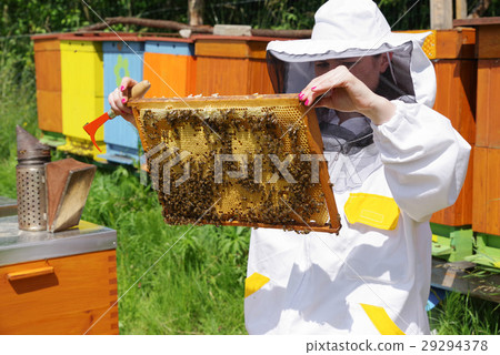 Beekeeper near beehives 29294378