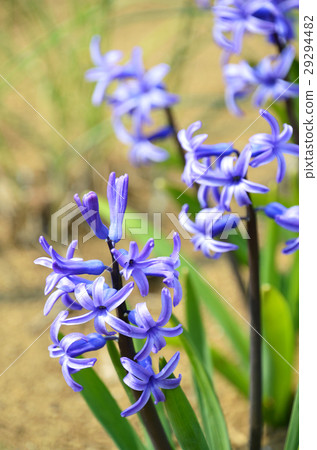 Hyacinth Hyacinth 29294482