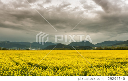 Rapeseed field and town Ruzomberok, Slovakia 29294540