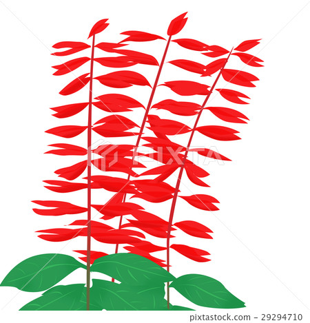 Salvia (flower illustration) Salvia (flower illustration) 29294710