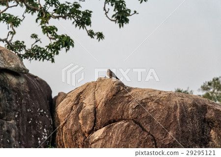 Spotted dove in Sri Lanka Spotted dove in Sri Lanka 29295121