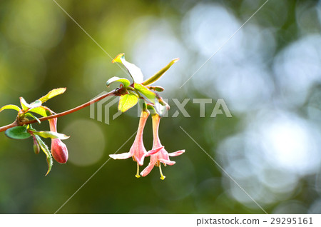 Ugisu Kagura (Yoga Kagura) 29295161