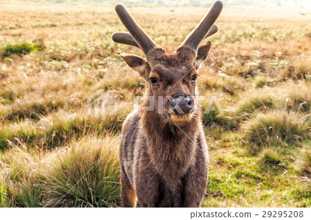 Sambar deer in wild 29295208