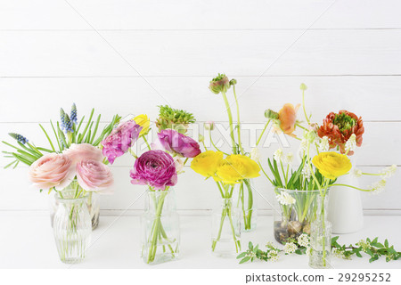 Ranunculus spring flowers 29295252