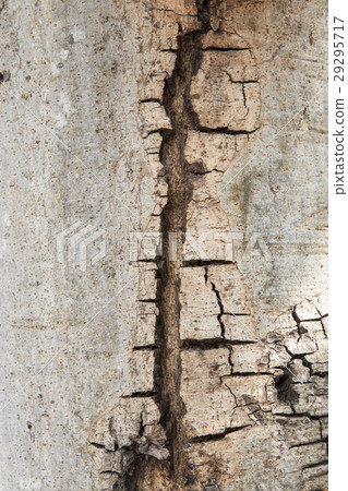 Tree bark texture. 29295717