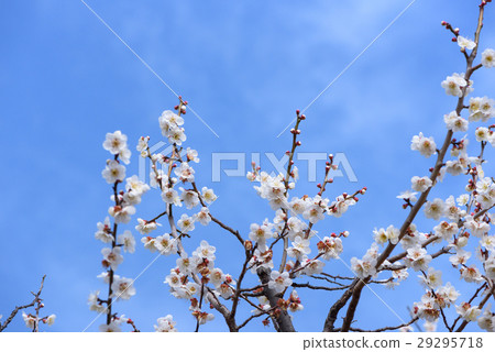 Plum blossom  29295718