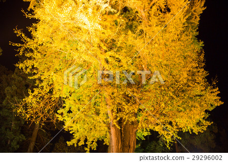 Shinku Kumano Shrine Great Ginkgo Shinku Kumano Shrine Great Ginkgo 29296002