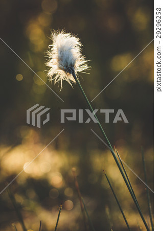 Cotton grass and blurry background Cotton grass and blurry background 29296258