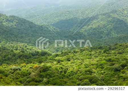 Rainforest landscape in Monteverde Costa Rica 29296317