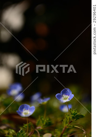 Persian speedwell 29296401