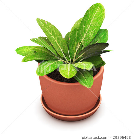 圖庫插圖: sorrel plant in flower pot