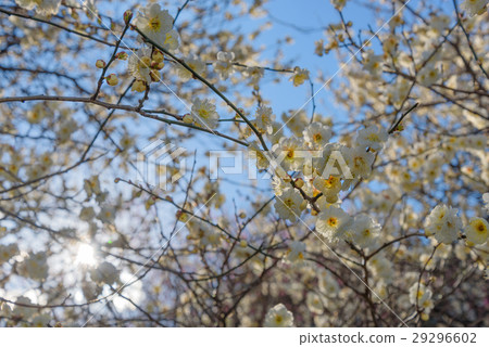 早春的松下綜合公園 早春的松下綜合公園 29296602