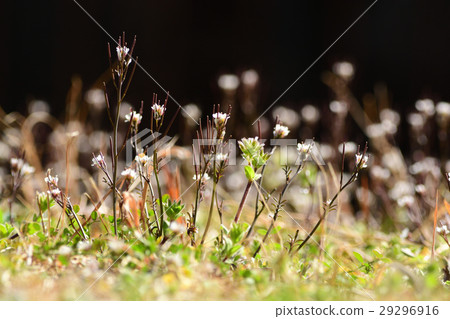 一群Michitanetetsukibana 29296916