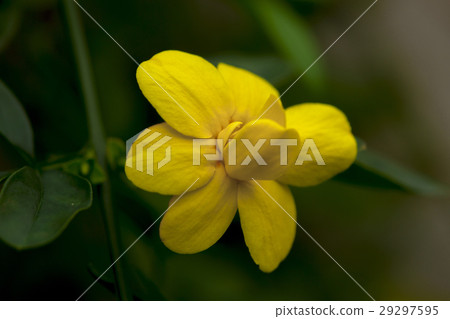 Flower, spring, winter jasmine, flower, spring, winter owl, Flowers, spring, jasmine Flower, spring, winter jasmine, flower, spring, winter owl, Flowers, spring, jasmine 29297595