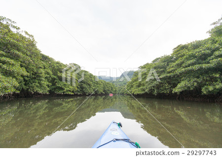 Iriomote Island Mangrove 29297743