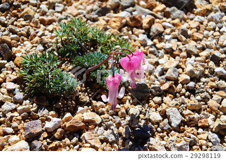 Yatsugatake的Cumkusa 29298119