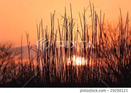 Sunset on Lake Kasumigaura 29298121