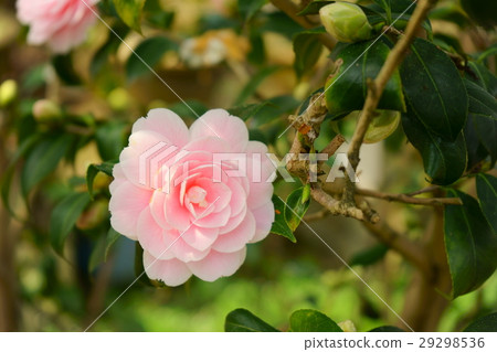 Camellia · flower diagram volume (Wang Akimi) left Camellia · flower diagram volume (Wang Akimi) left 29298536