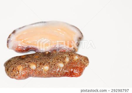 Sea cucumber 29298797