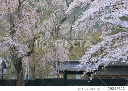Buddy cherry blossoms and samurai residences 29298822