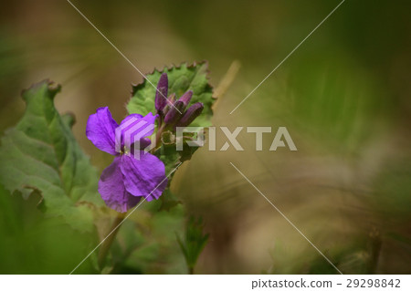 Flowers of Flying Aracaitoow 29298842