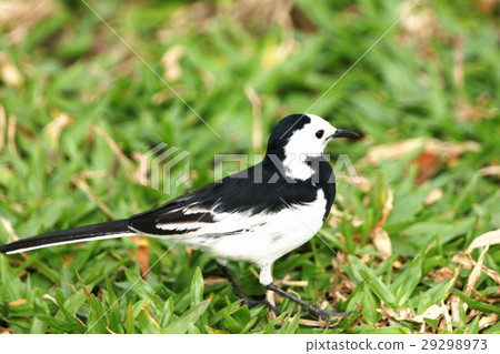 白鶺鴒女神 29298973