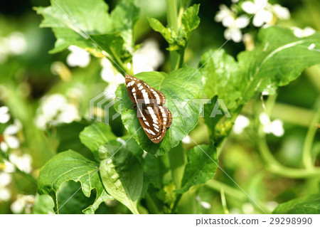 Ryukyu three-line butterfly Ryukyu three-line butterfly 29298990