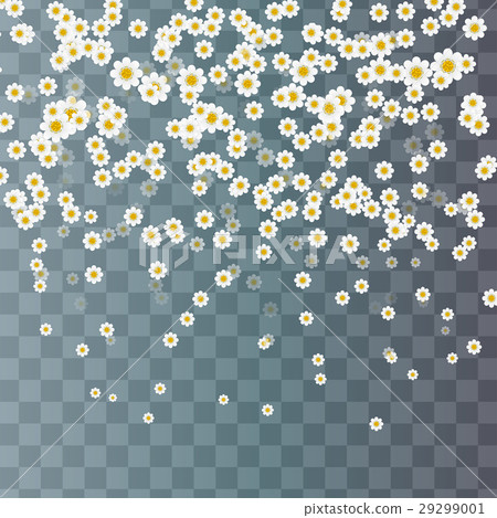 Summer flowers white cute Daisy 29299001