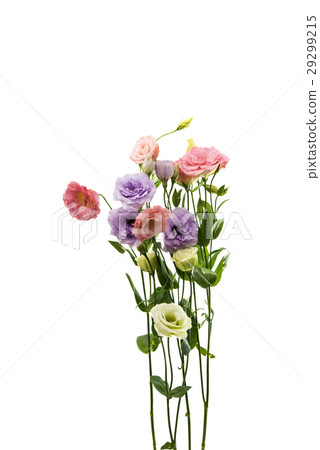 eustoma flower 29299215