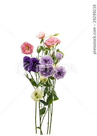 eustoma flower 29299216