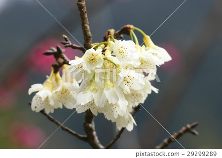 Cherry blossoms  Cherry blossoms  29299289